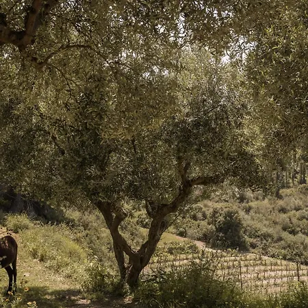 別荘 Lithies Organic Farm