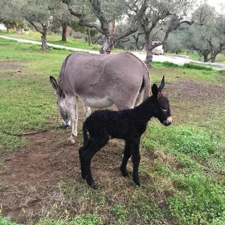 Lithies Organic Farm Dom wakacyjny