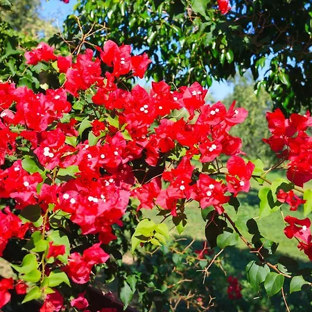 Holiday home Lithies Organic Farm Vasilikos (Zakynthos)