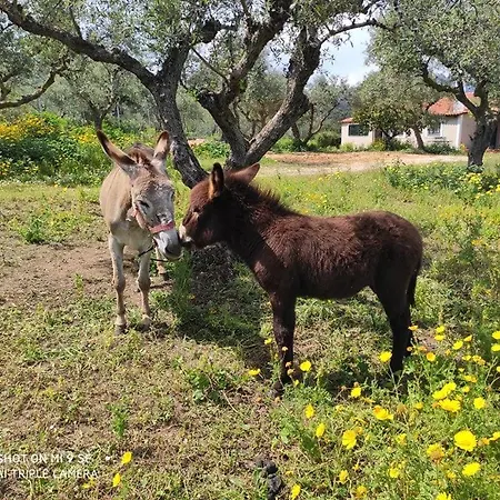 Lithies Organic Farm Holiday home Vasilikos (Zakynthos)