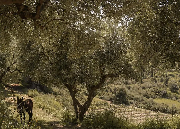 Casa vacanze Lithies Organic Farm